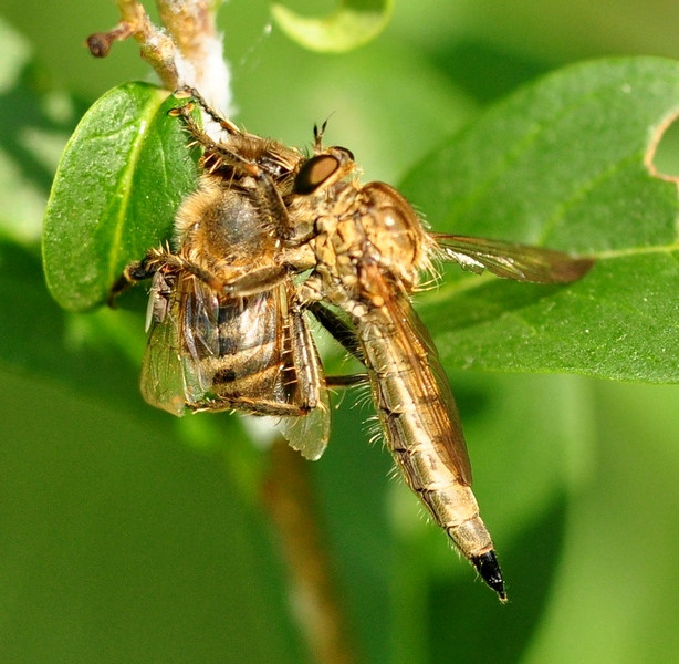 Asilidae con preda